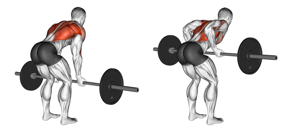 Barbell Bent-Over Row (Reverse-Grip)