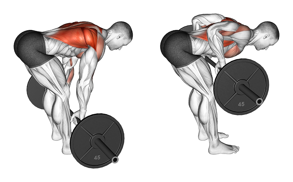 Barbell Bent-Over Row