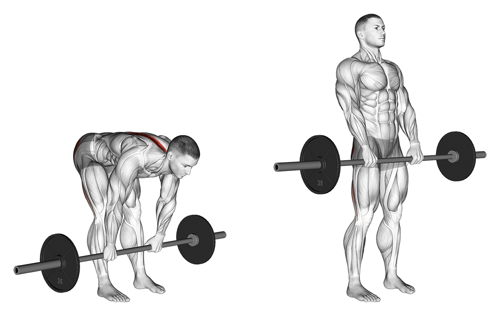 Barbell Stiff-Leg Deadlift
